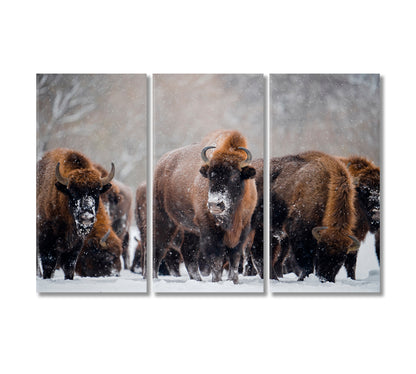 Herd of Wild Bisons in Winter Time Canvas Print-Canvas Print-CetArt-3 Panels-36x24 inches-CetArt