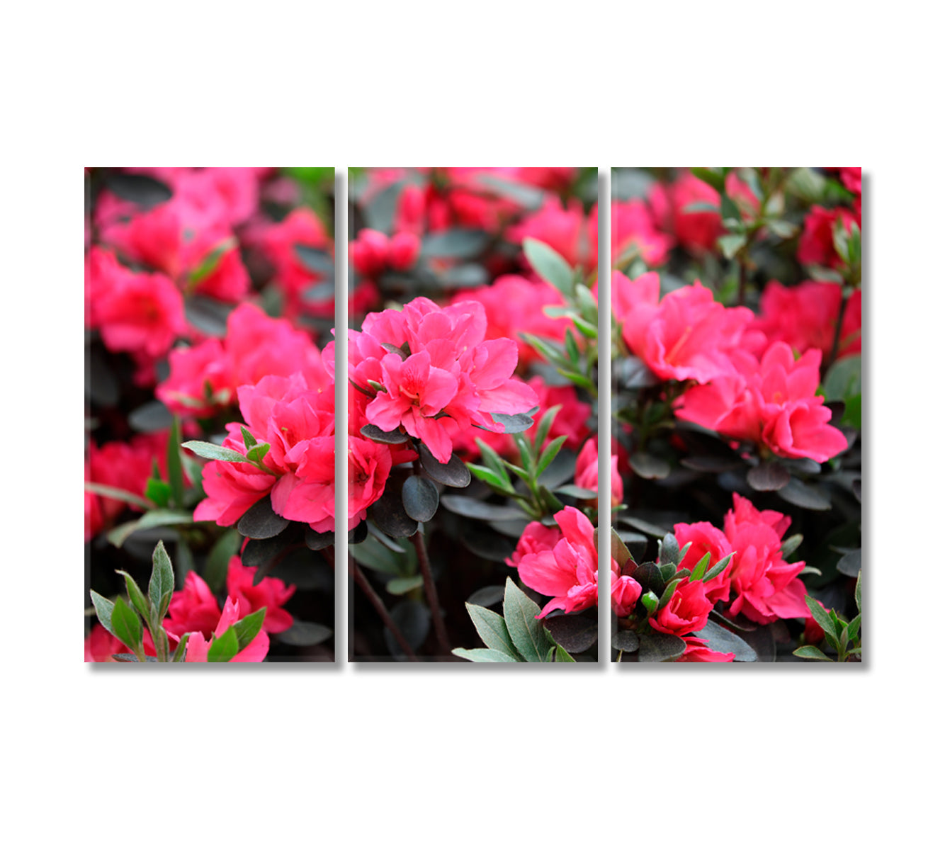 Azaleas Flowers Blooming in Spring Canvas Print-Canvas Print-CetArt-3 Panels-36x24 inches-CetArt