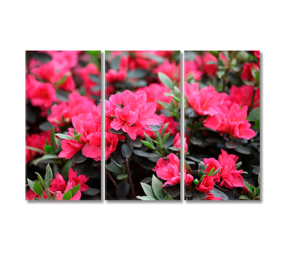 Azaleas Flowers Blooming in Spring Canvas Print-Canvas Print-CetArt-3 Panels-36x24 inches-CetArt