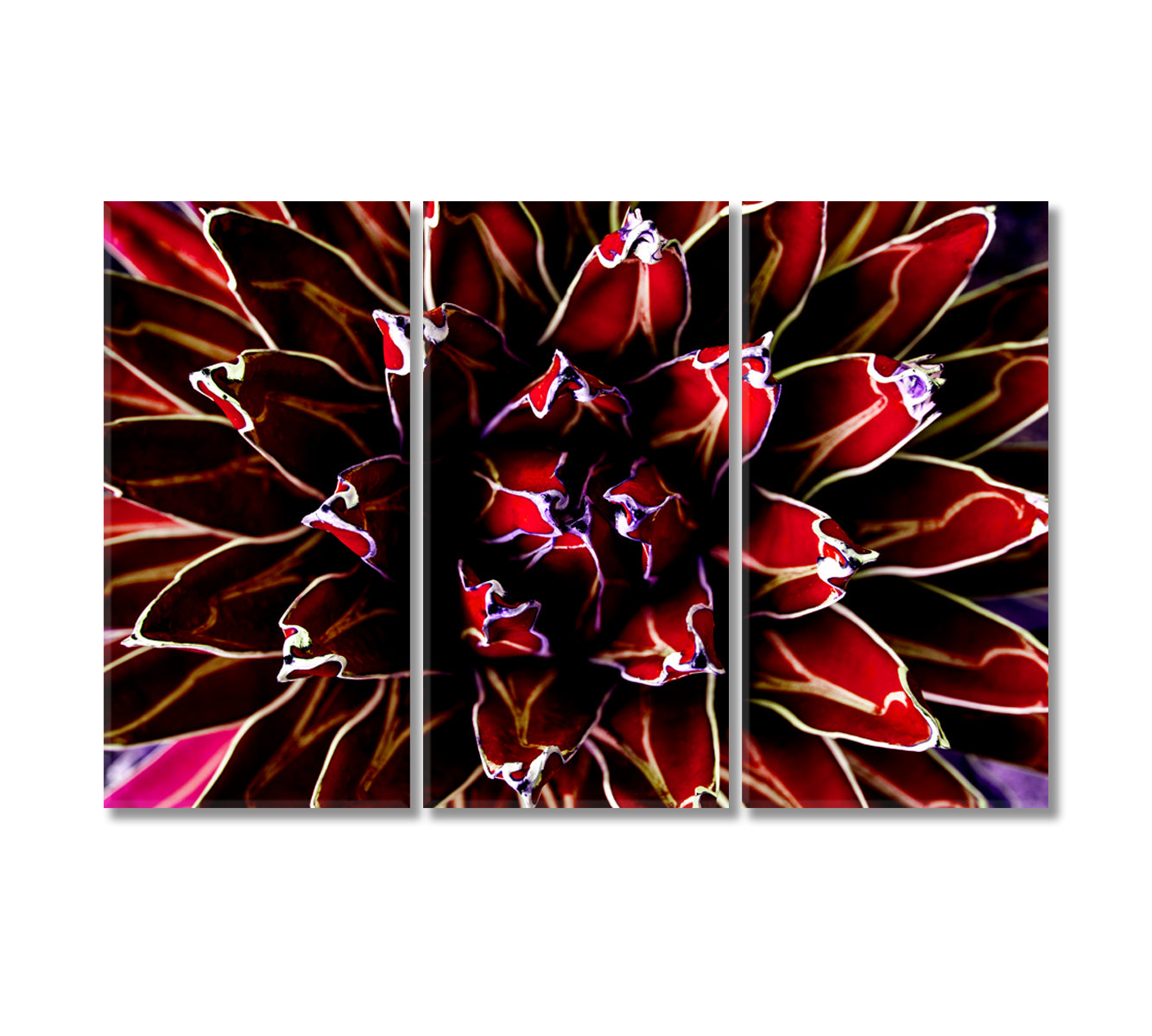 Purple Agave Cactus Canvas Print-Canvas Print-CetArt-3 Panels-36x24 inches-CetArt