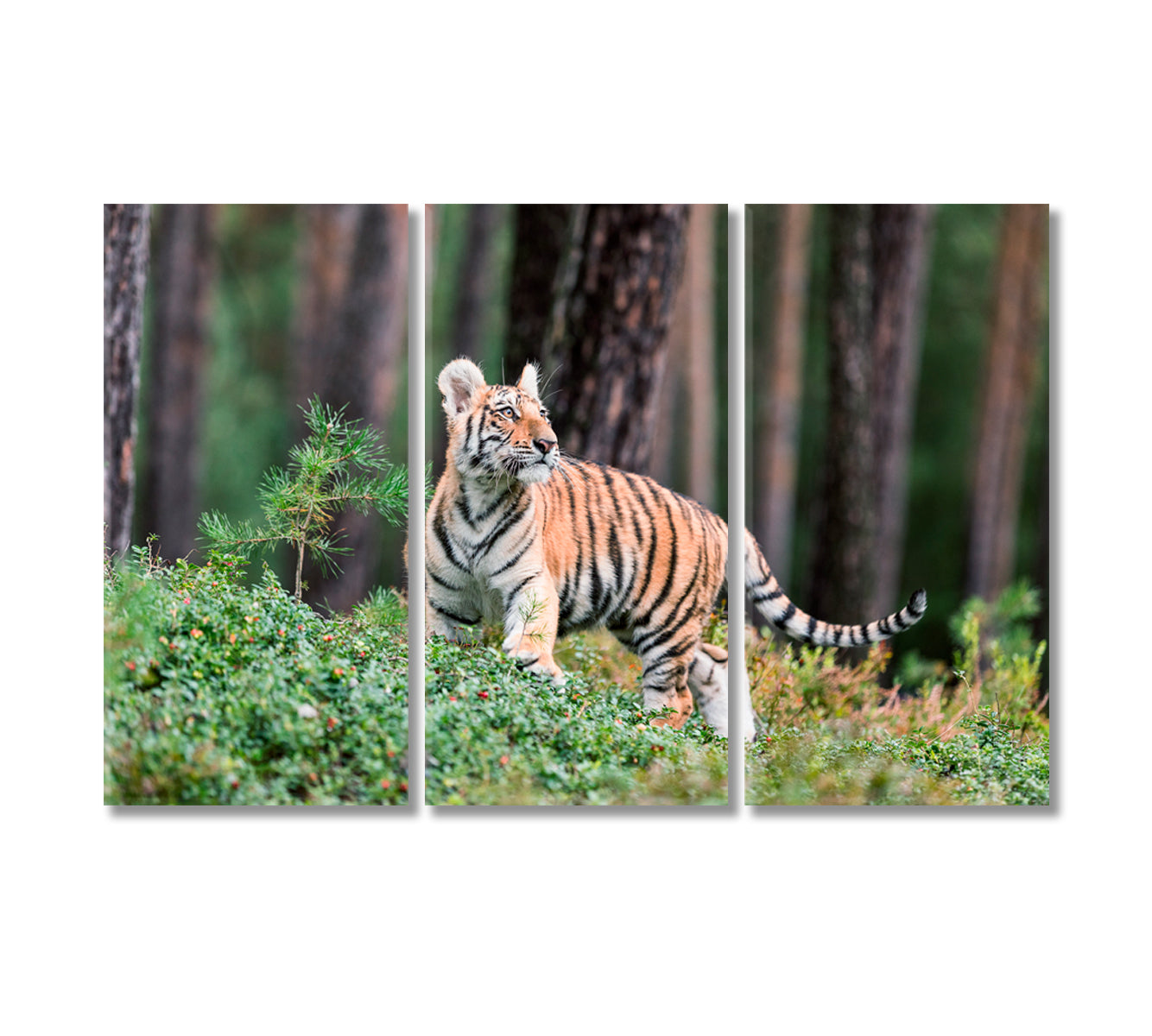 Siberian Tiger in Wildlife Canvas Print-Canvas Print-CetArt-3 Panels-36x24 inches-CetArt