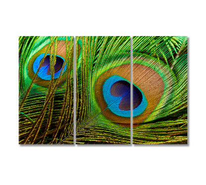 Bright Peacock Feathers Canvas Print-Canvas Print-CetArt-3 Panels-36x24 inches-CetArt