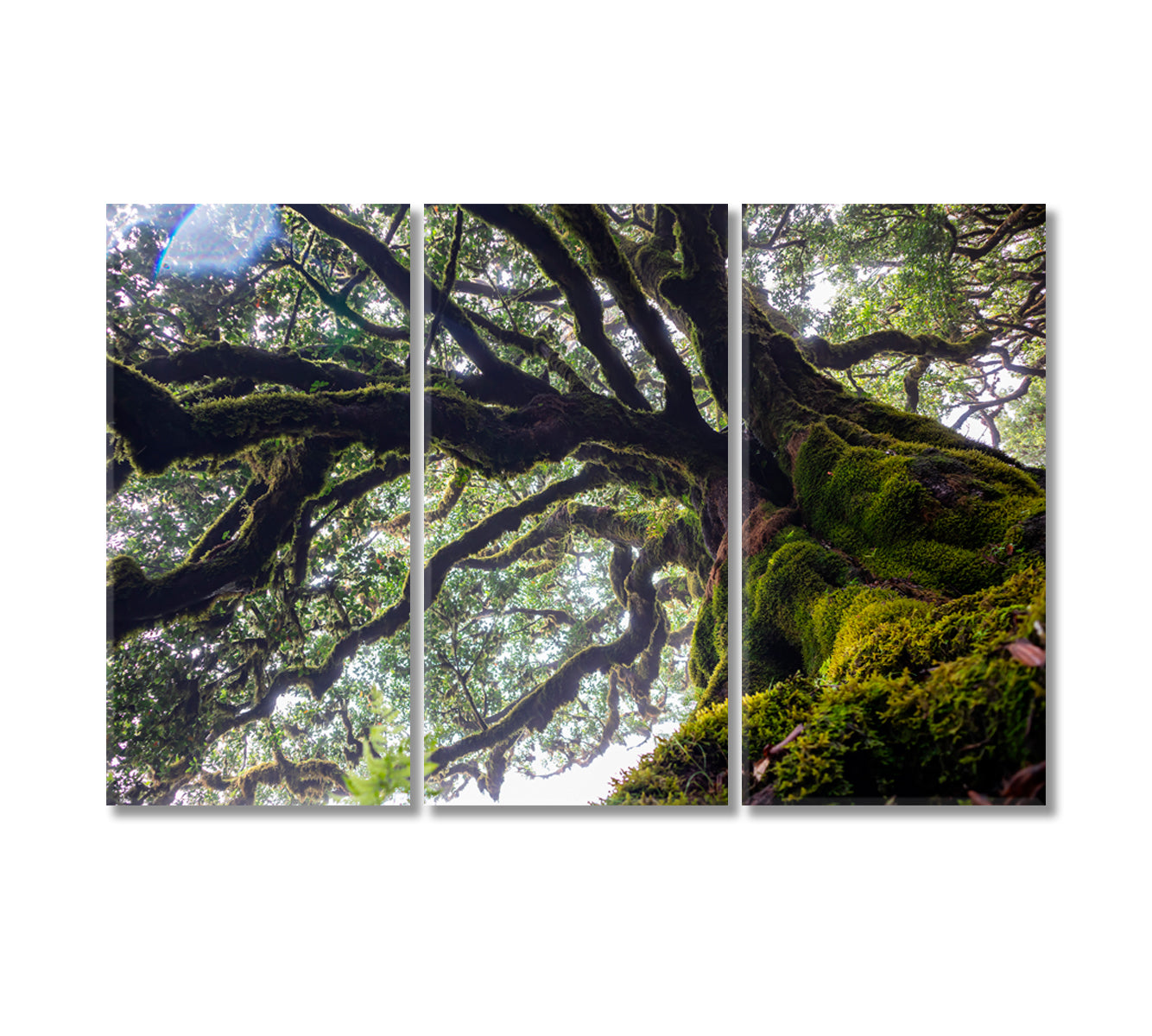 Ancient Laurel Tree Covered Perennial Moss in Laurisilva Canvas Print-Canvas Print-CetArt-3 Panels-36x24 inches-CetArt