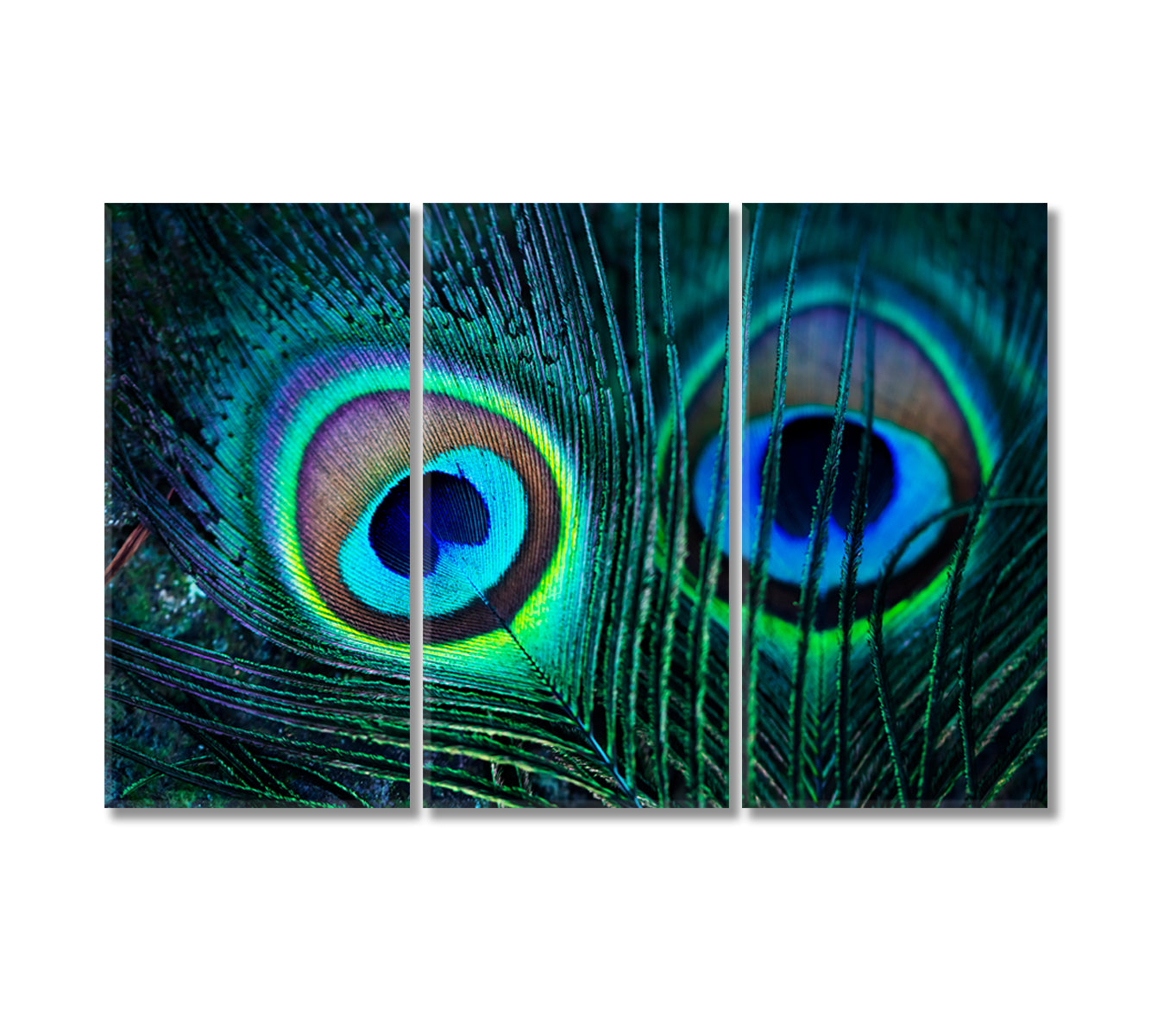 Peacock Feathers Indian Peafowl Canvas Print-Canvas Print-CetArt-3 Panels-36x24 inches-CetArt