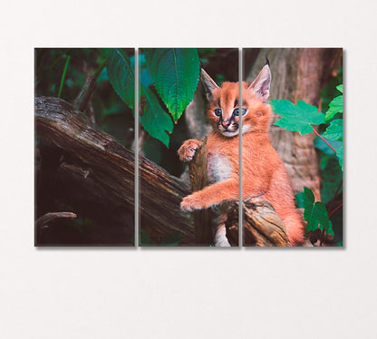 Cute Caracal Canvas Print-Canvas Print-CetArt-3 Panels-36x24 inches-CetArt