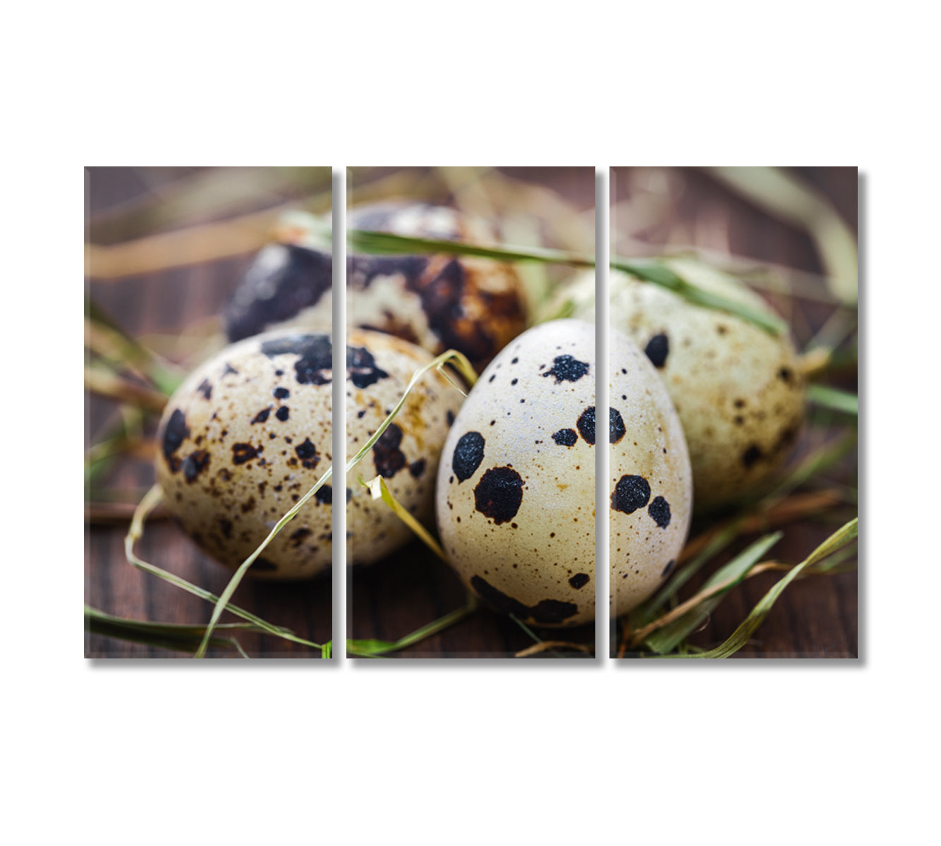 Quail Eggs Canvas Print-Canvas Print-CetArt-3 Panels-36x24 inches-CetArt