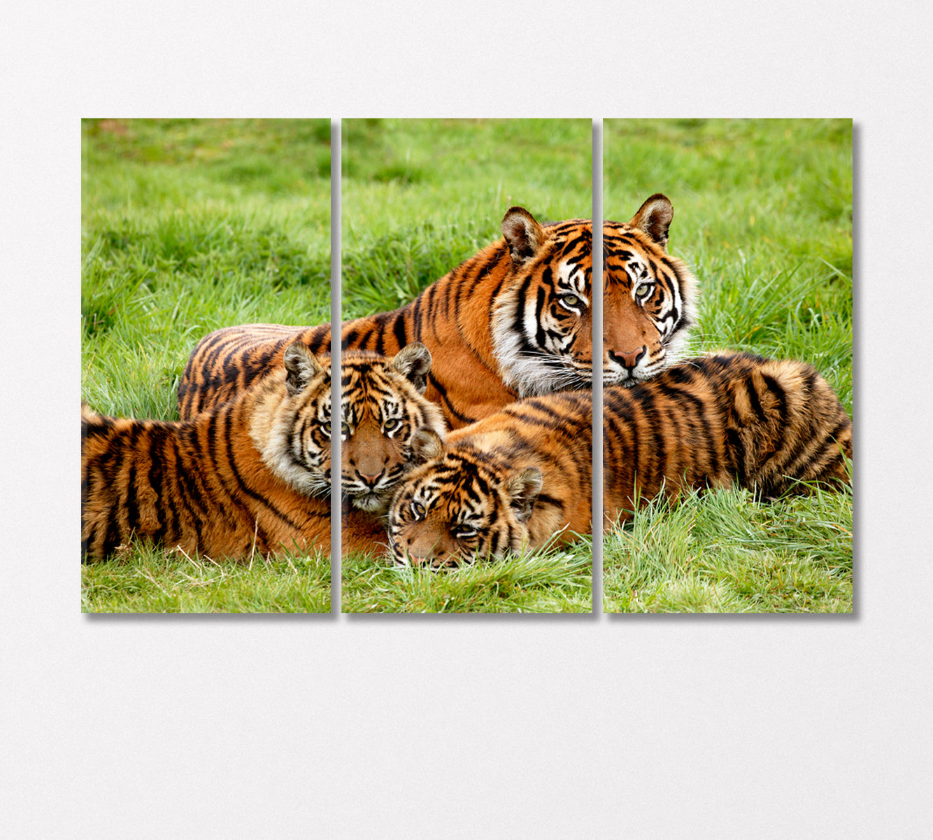 Sumatran Tigers Family Canvas Print-Canvas Print-CetArt-3 Panels-36x24 inches-CetArt