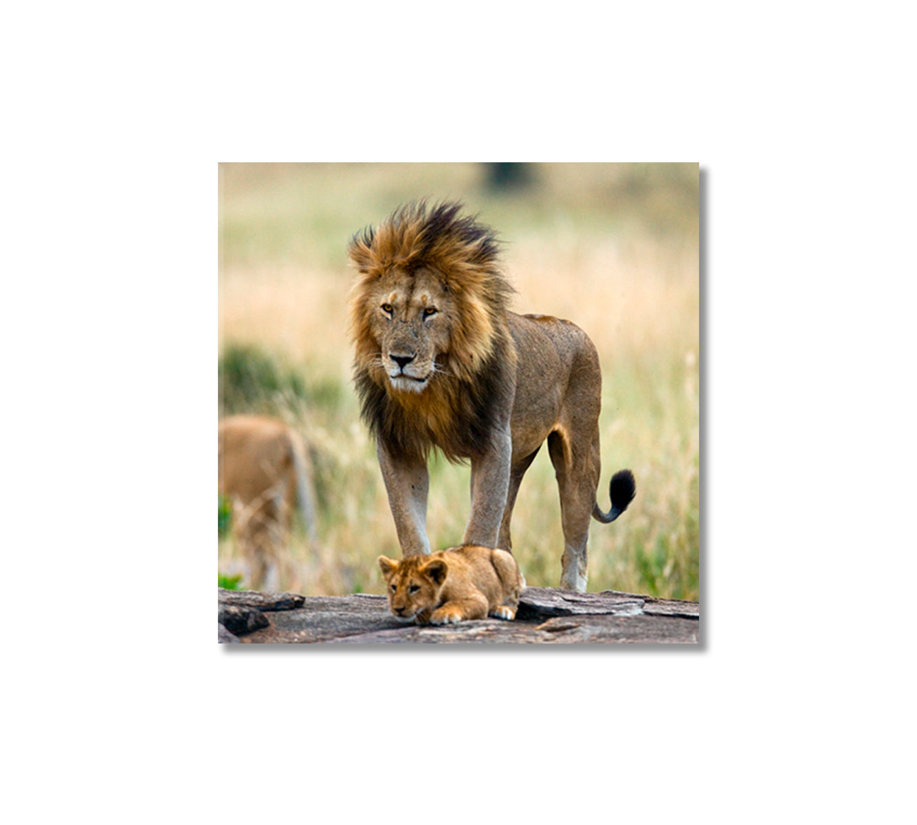 Wild Male Lion with Cub Kenya Canvas Print-Canvas Print-CetArt-1 panel-12x12 inches-CetArt