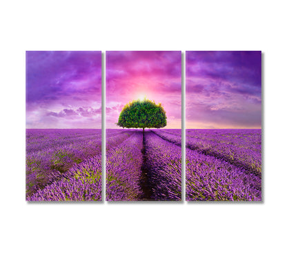 Lonely Tree in Beautiful Lavender Field Provence Canvas Print-Canvas Print-CetArt-3 Panels-36x24 inches-CetArt