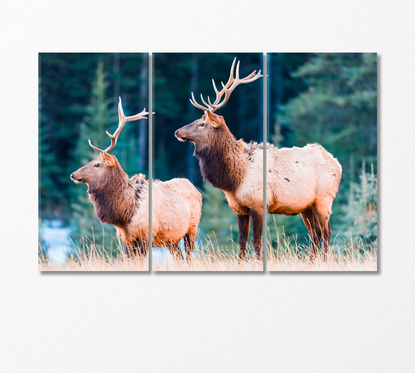 Wild Elks Canvas Print-Canvas Print-CetArt-3 Panels-36x24 inches-CetArt