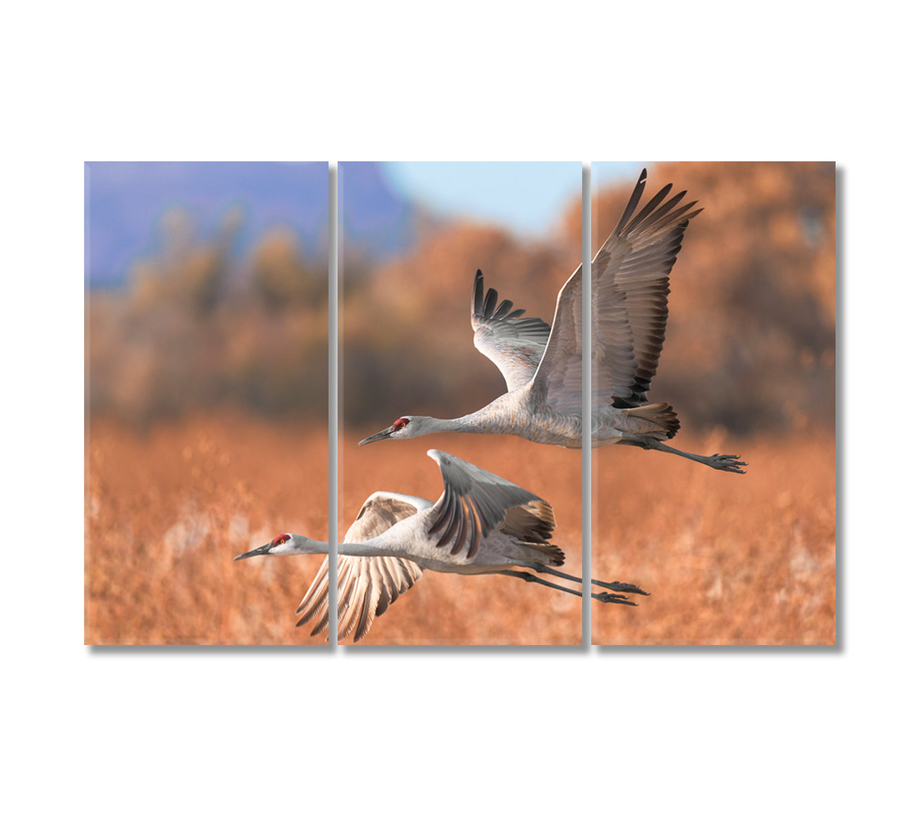 Two Beautiful Sandhill Cranes Canvas Print-Canvas Print-CetArt-3 Panels-36x24 inches-CetArt