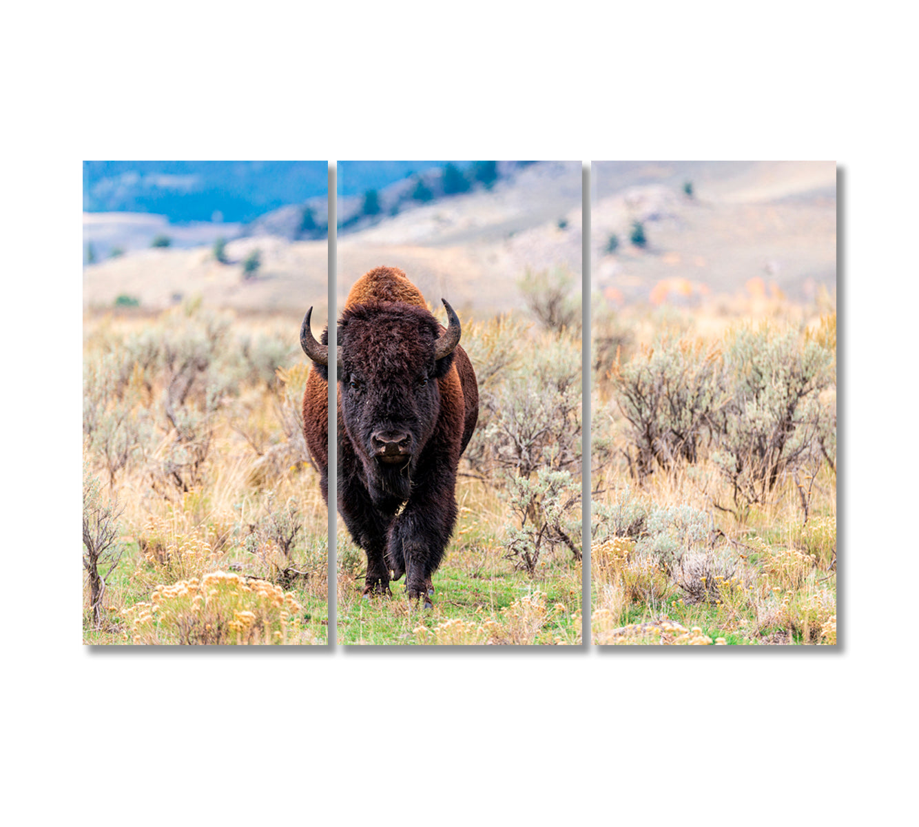 American Bison in Natural Habitat Canvas Print-Canvas Print-CetArt-3 Panels-36x24 inches-CetArt