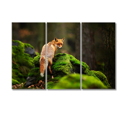 Fox Canvas Print-Canvas Print-CetArt-3 Panels-36x24 inches-CetArt