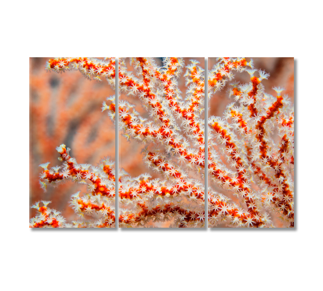 Sea Fan Coral Canvas Print-Canvas Print-CetArt-3 Panels-36x24 inches-CetArt