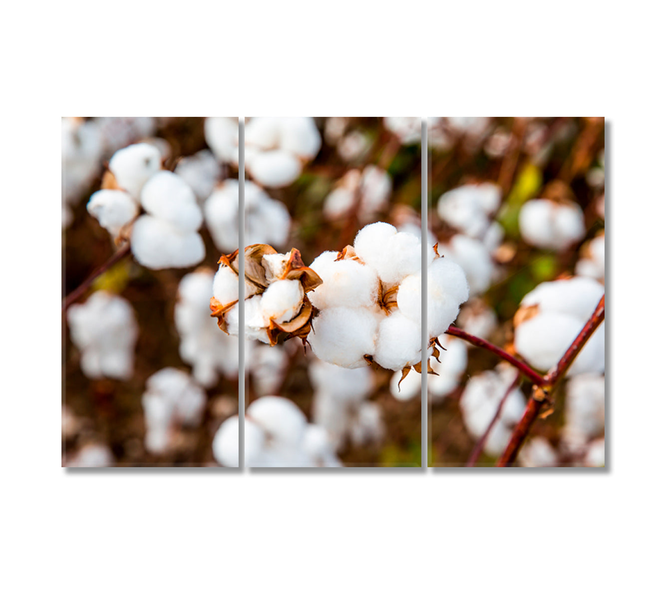 Cotton Branches Canvas Print-Canvas Print-CetArt-3 Panels-36x24 inches-CetArt