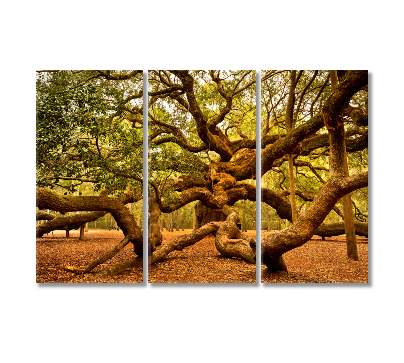 Angel Oak Tree Johns Island South Carolina USA Canvas Print-Canvas Print-CetArt-3 Panels-36x24 inches-CetArt