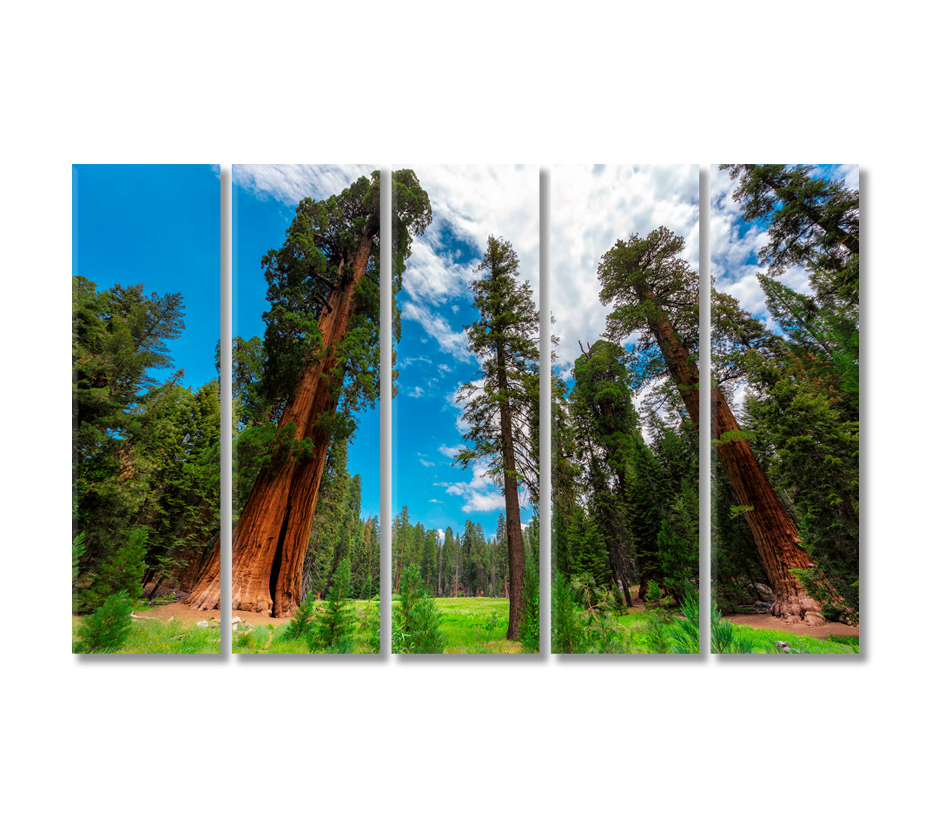 Sequoia Trees In Sequoia National Park California USA Canvas Print-Canvas Print-CetArt-5 Panels-36x24 inches-CetArt