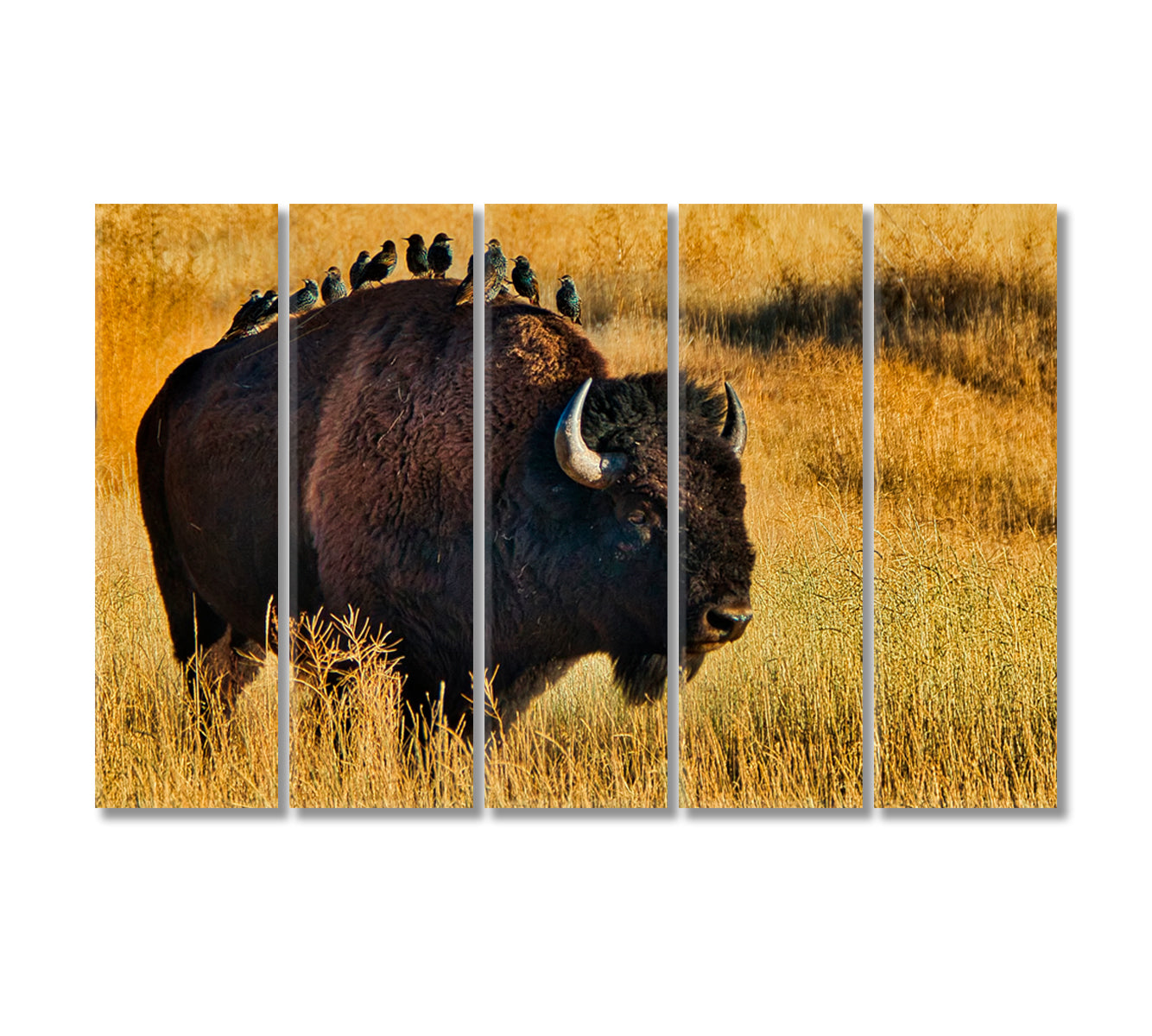 American Bison with Starlings on Back Canvas Print-Canvas Print-CetArt-5 Panels-36x24 inches-CetArt