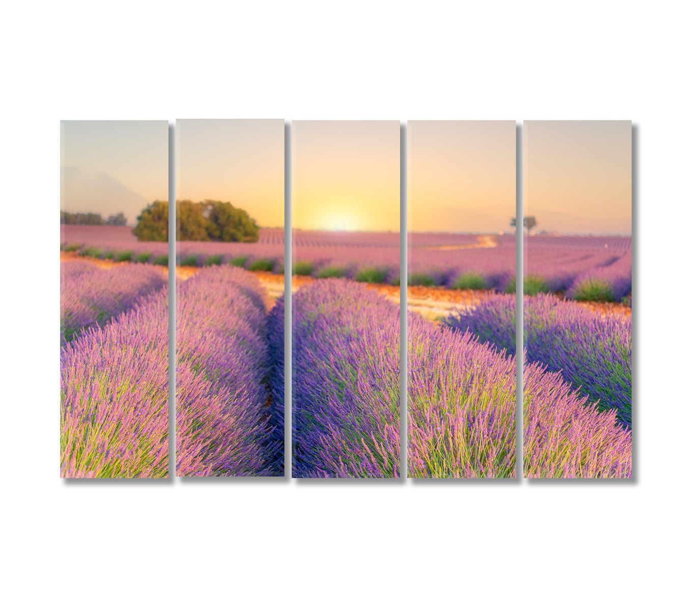 Sunrise over Lavender Fields Provence France Canvas Print-Canvas Print-CetArt-5 Panels-36x24 inches-CetArt