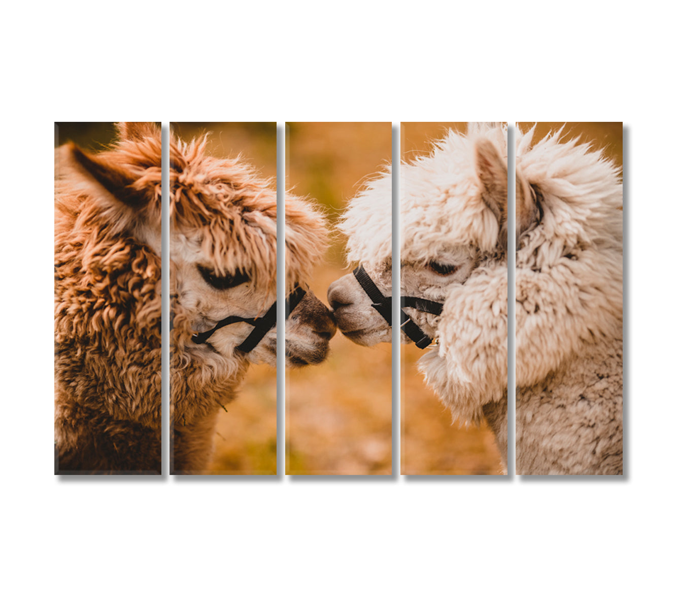 Two Fluffy Alpacas Canvas Print-Canvas Print-CetArt-5 Panels-36x24 inches-CetArt