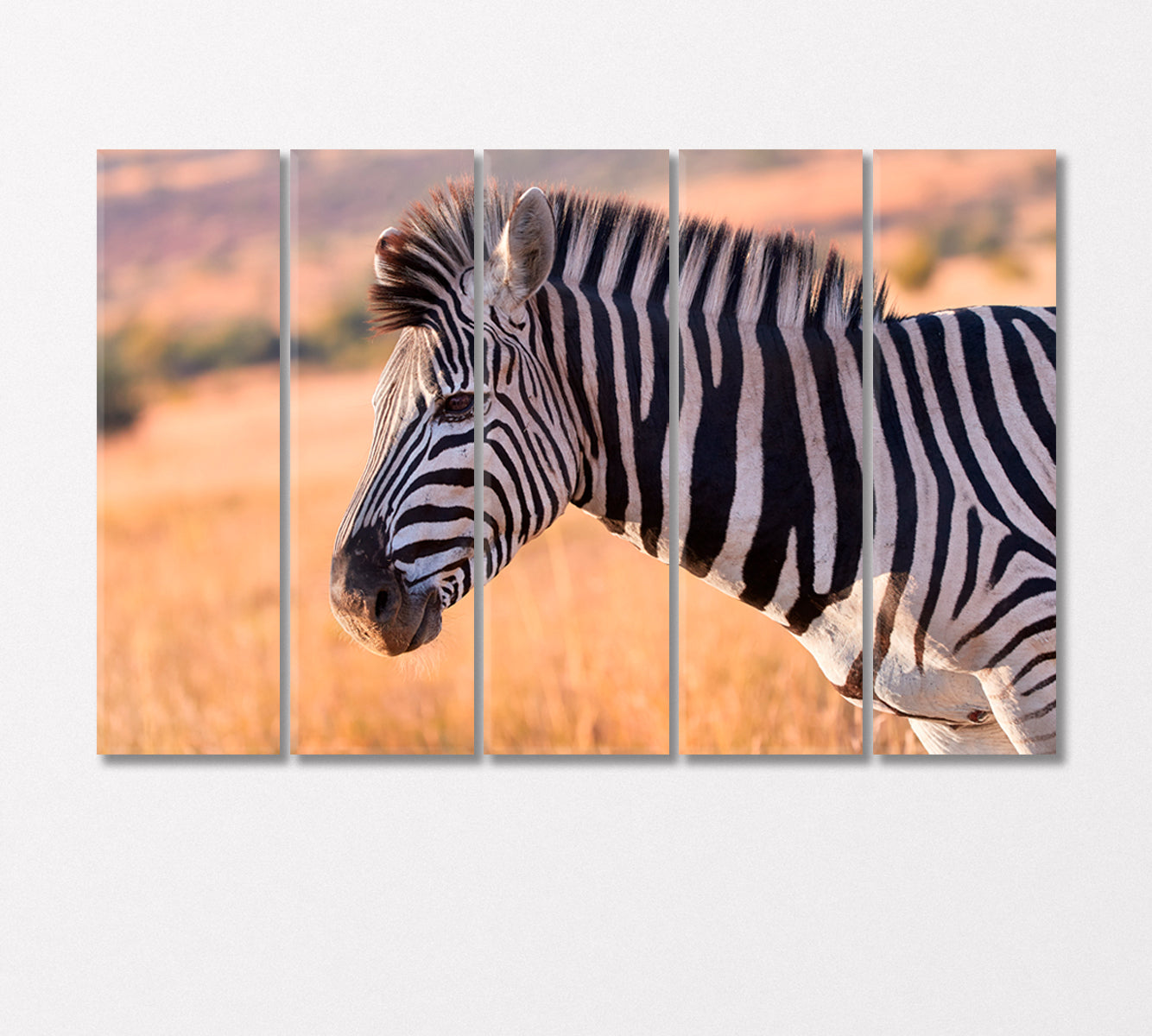 Portrait of Zebra Canvas Print-Canvas Print-CetArt-5 Panels-36x24 inches-CetArt