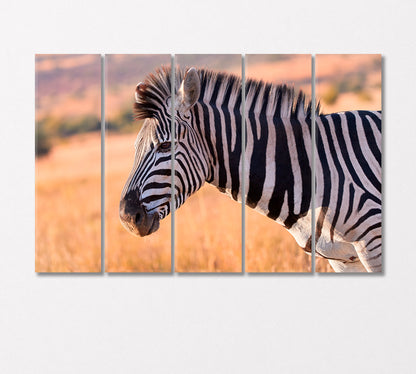 Portrait of Zebra Canvas Print-Canvas Print-CetArt-5 Panels-36x24 inches-CetArt