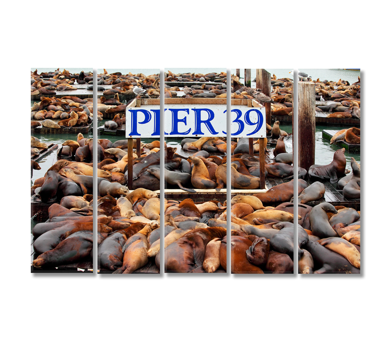 Pier 39 with Sea Lions San Francisco Canvas Print-Canvas Print-CetArt-5 Panels-36x24 inches-CetArt