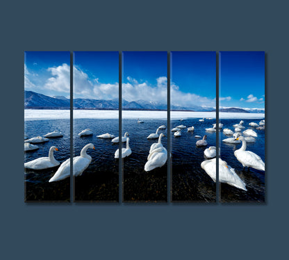 Swans at Lake Kussharo Hokkaido Japan Canvas Print-Canvas Print-CetArt-5 Panels-36x24 inches-CetArt