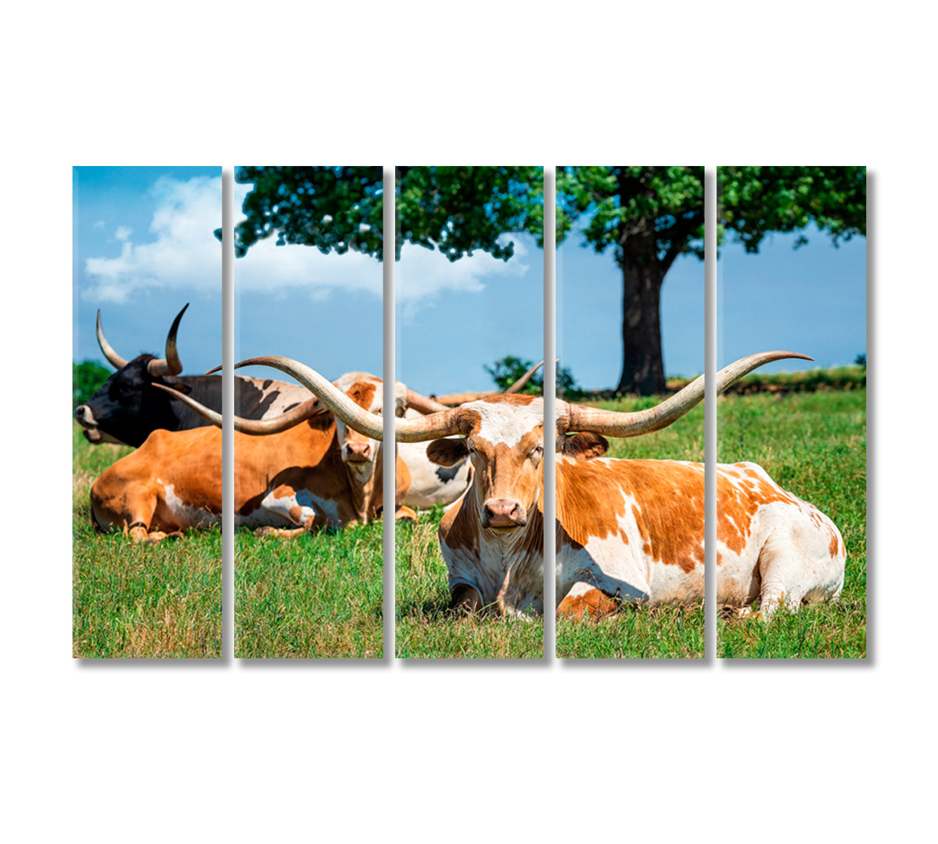 Texas Longhorn Cattle Canvas Print-Canvas Print-CetArt-5 Panels-36x24 inches-CetArt