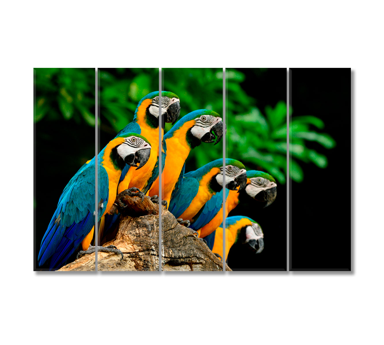 Blue and Yellow Parrots Canvas Print-Canvas Print-CetArt-5 Panels-36x24 inches-CetArt