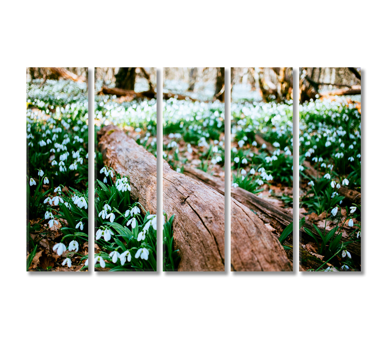 Snowdrops in Forest Canvas Print-Canvas Print-CetArt-5 Panels-36x24 inches-CetArt