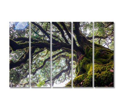 Ancient Laurel Tree Covered Perennial Moss in Laurisilva Canvas Print-Canvas Print-CetArt-5 Panels-36x24 inches-CetArt