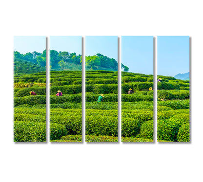 Tea Plantation in West Lake Longjing Hangzhou Canvas Print-Canvas Print-CetArt-5 Panels-36x24 inches-CetArt