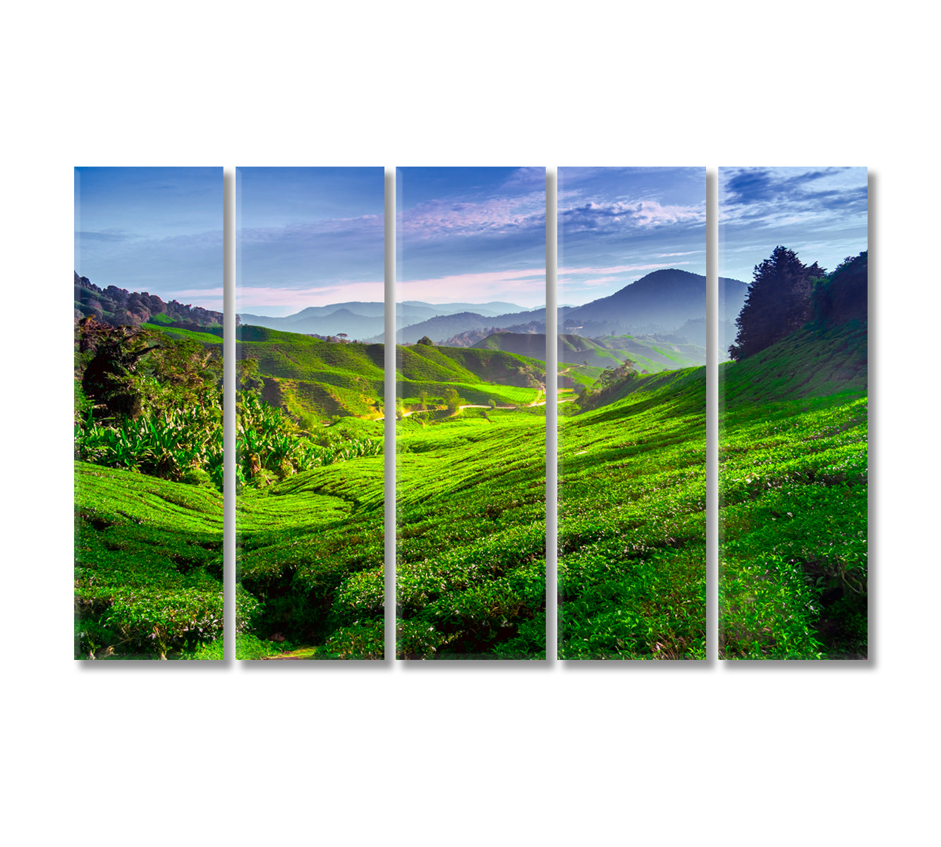 Tea Plantation in Cameron Highlands Malaysia Canvas Print-Canvas Print-CetArt-5 Panels-36x24 inches-CetArt