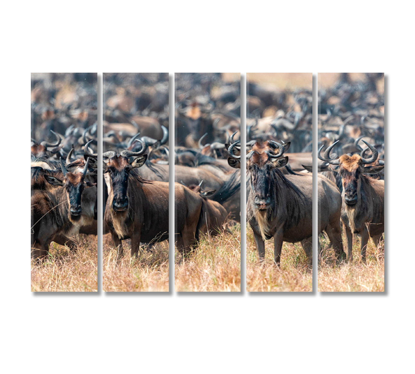 Herd of Wildebeests in Natural Habitat Canvas Print-Canvas Print-CetArt-5 Panels-36x24 inches-CetArt