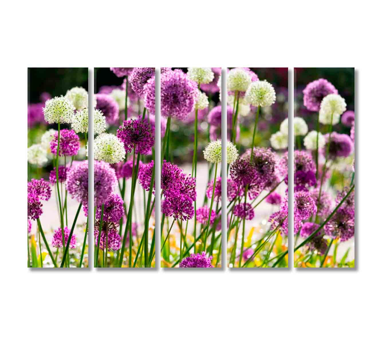 Beautiful Allium Bloom Canvas Print-Canvas Print-CetArt-5 Panels-36x24 inches-CetArt