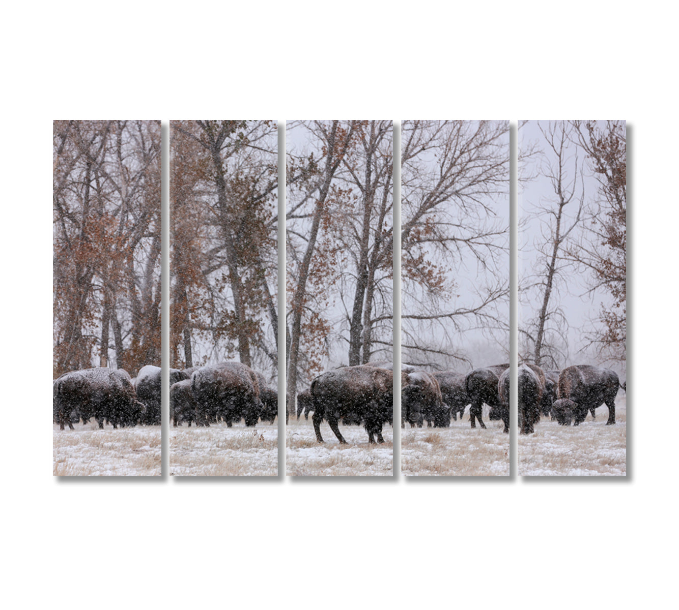 Herd of Bison in Snowfall Canvas Print-Canvas Print-CetArt-5 Panels-36x24 inches-CetArt