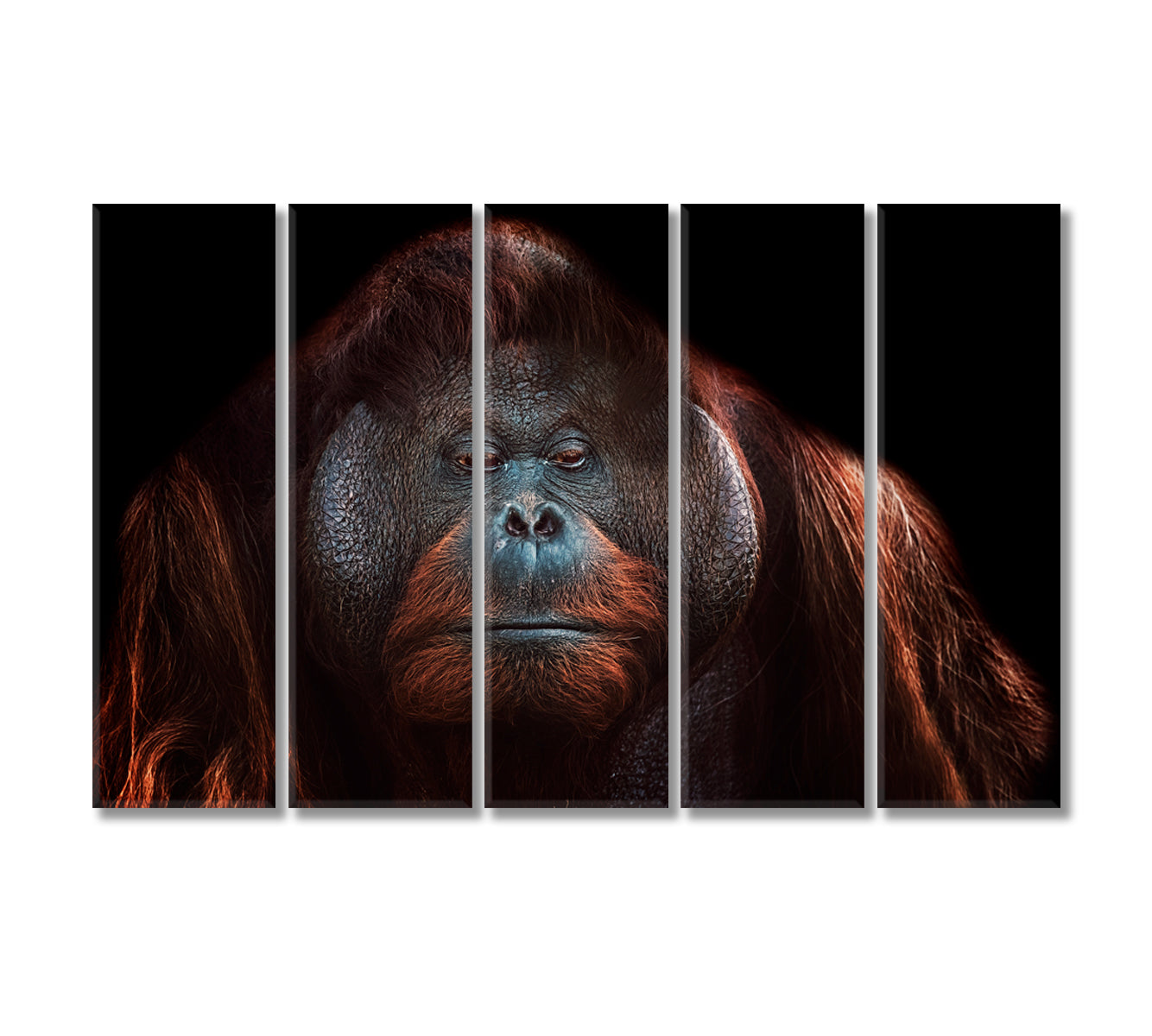 Orangutan Canvas Print-Canvas Print-CetArt-5 Panels-36x24 inches-CetArt