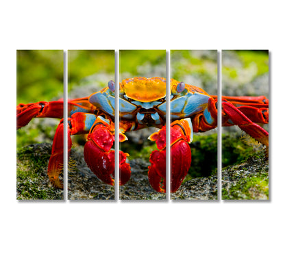 Crab Close Up Canvas Print-Canvas Print-CetArt-5 Panels-36x24 inches-CetArt