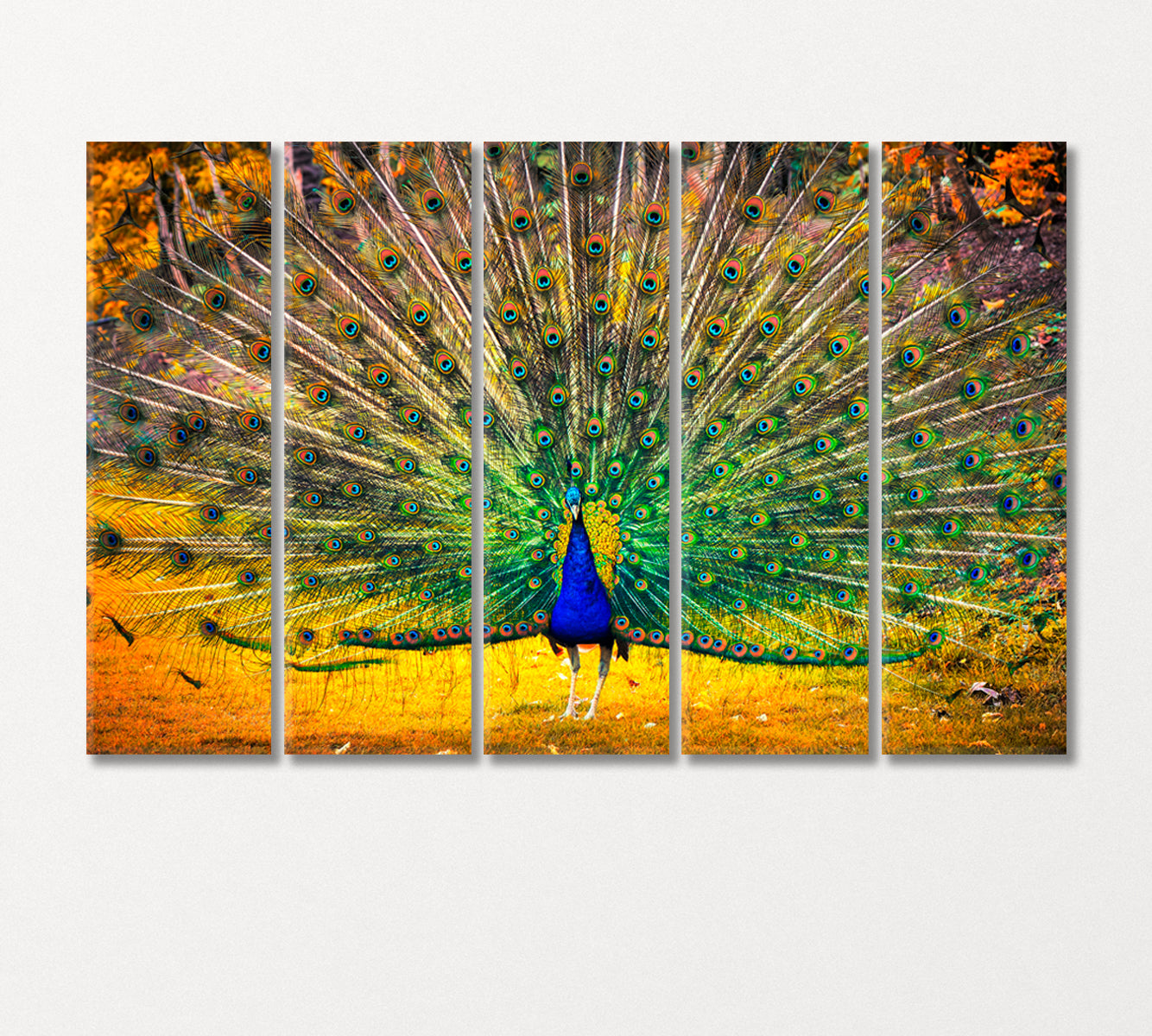 Blue Peacock with Open Tail Canvas Print-Canvas Print-CetArt-5 Panels-36x24 inches-CetArt