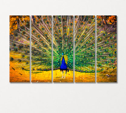 Blue Peacock with Open Tail Canvas Print-Canvas Print-CetArt-5 Panels-36x24 inches-CetArt