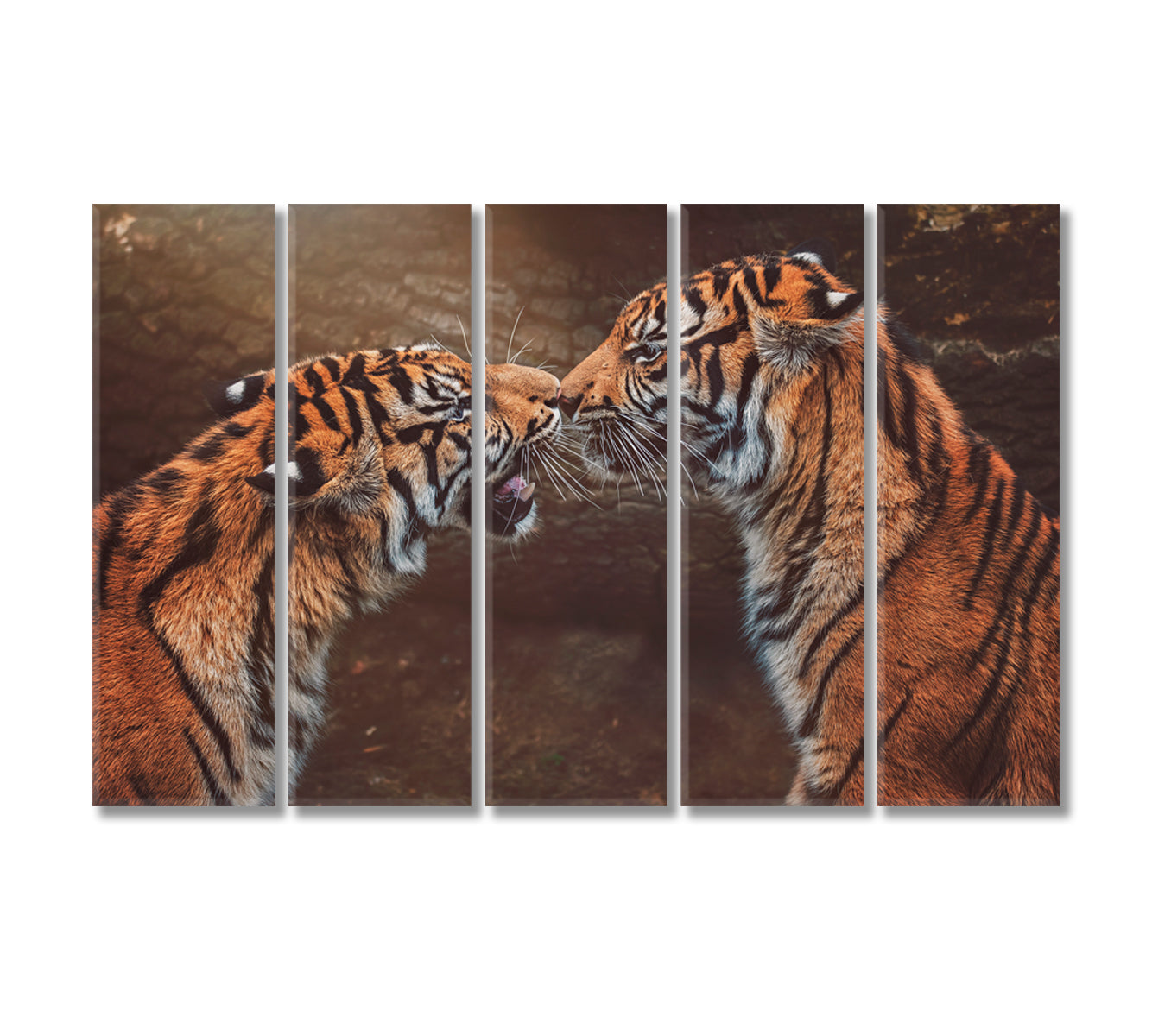 Two Sumatran Tiger Canvas Print-Canvas Print-CetArt-5 Panels-36x24 inches-CetArt