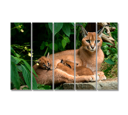 Caracal Family Canvas Print-Canvas Print-CetArt-5 Panels-36x24 inches-CetArt