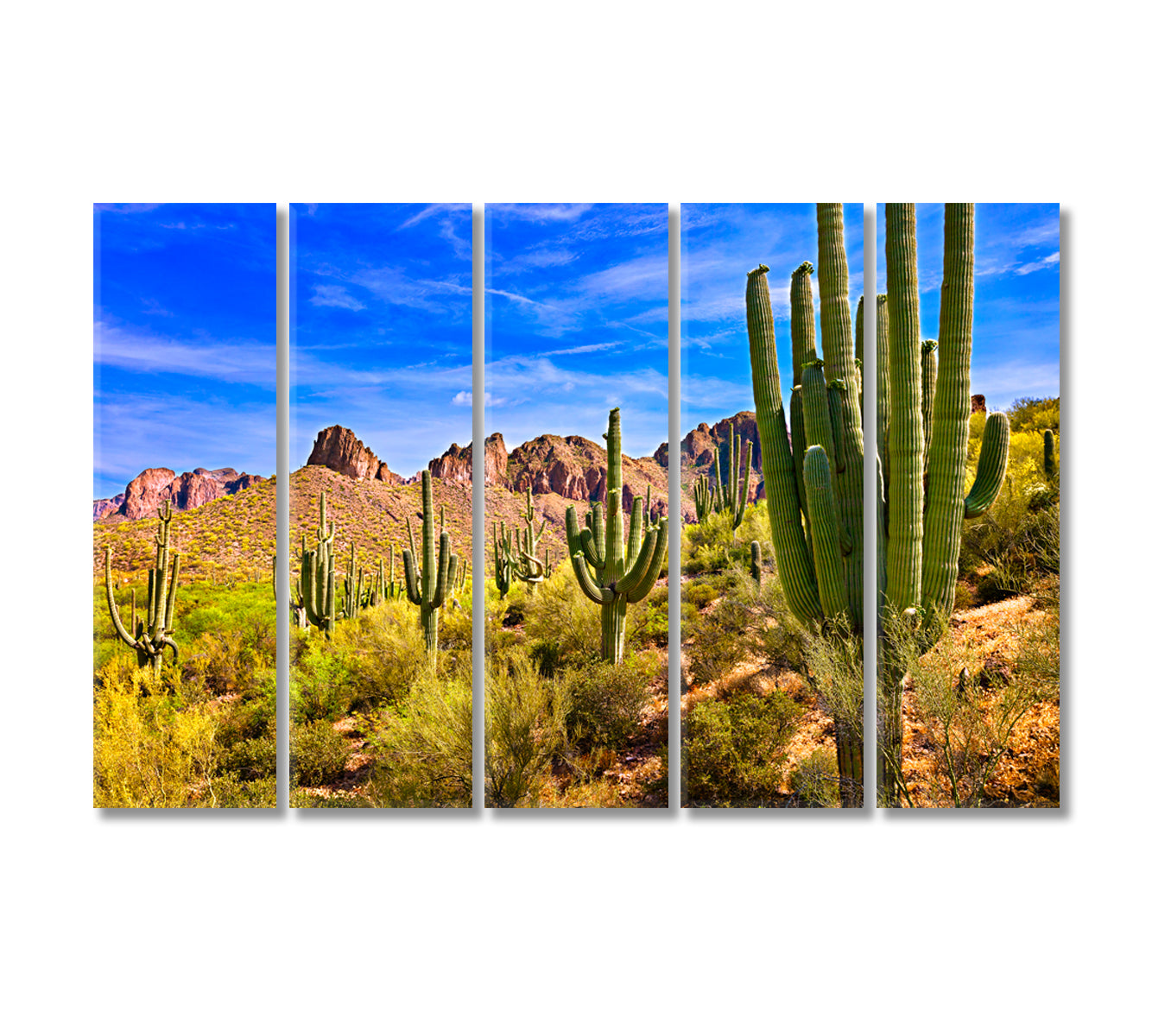 Saguaro Cactus in Sonoran Desert Arizona Canvas Print-Canvas Print-CetArt-5 Panels-36x24 inches-CetArt