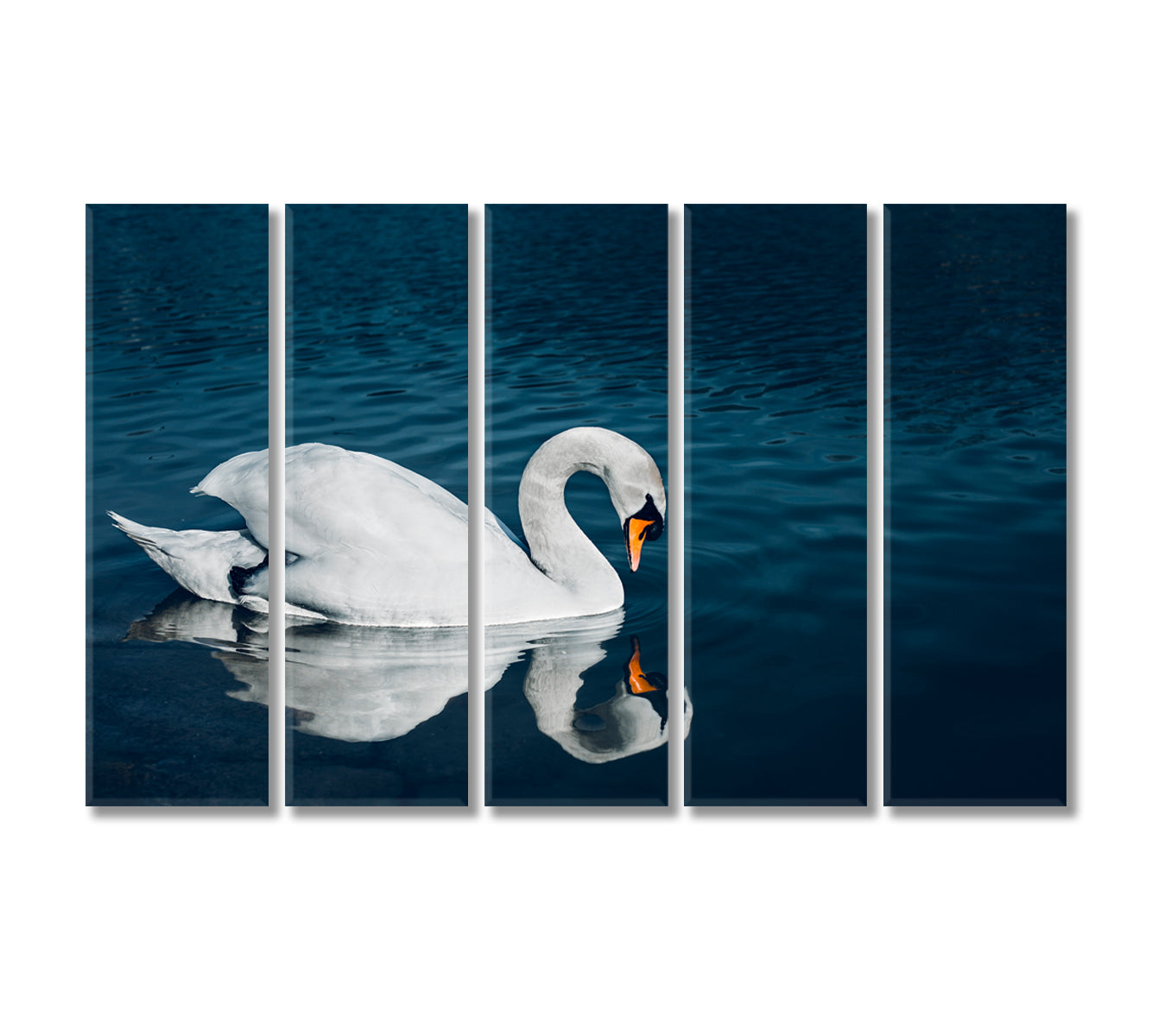 Beautiful Swan in Crystal Blue Lake Canvas Print-Canvas Print-CetArt-5 Panels-36x24 inches-CetArt