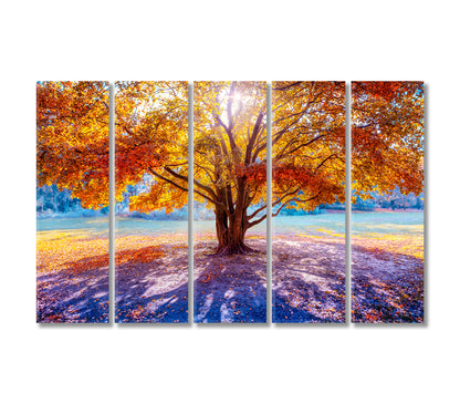 Beautiful Big Tree in Autumn Canvas Print-Canvas Print-CetArt-5 Panels-36x24 inches-CetArt