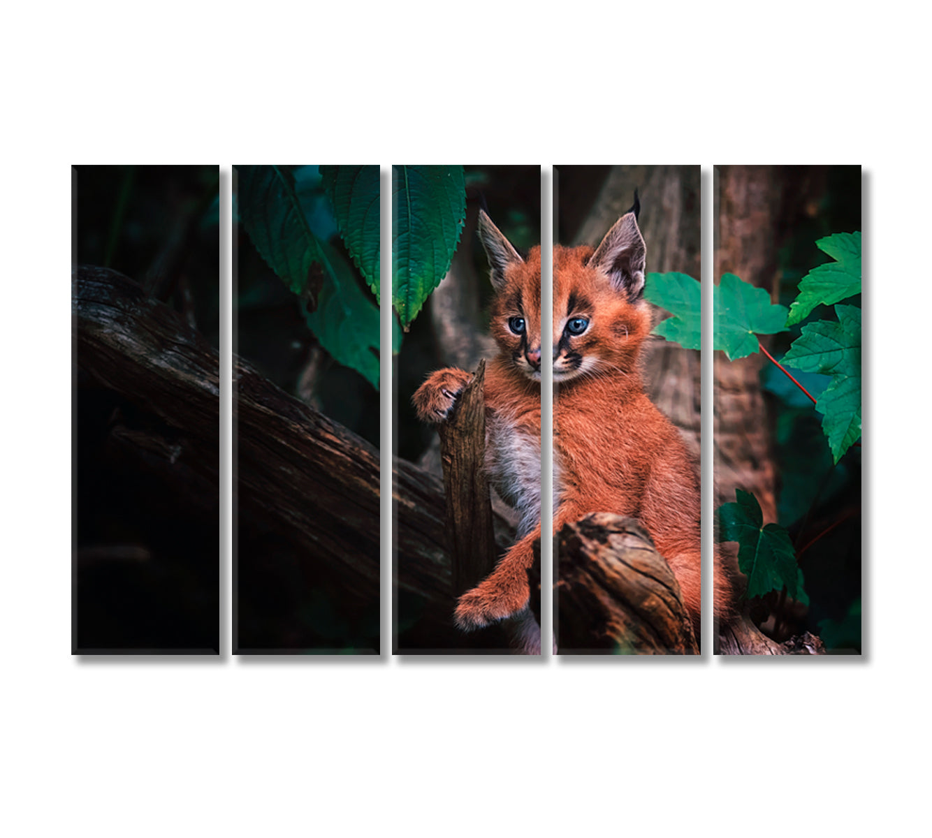 Cute Baby Caracal Canvas Print-Canvas Print-CetArt-5 Panels-36x24 inches-CetArt