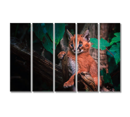 Cute Baby Caracal Canvas Print-Canvas Print-CetArt-5 Panels-36x24 inches-CetArt