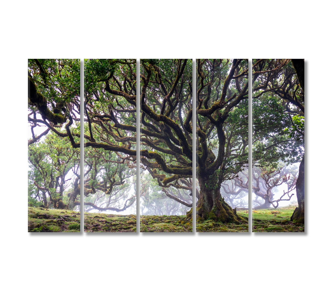 Laurel Tree in Laurisilva Forest Madeira Island Portugal Canvas Print-Canvas Print-CetArt-5 Panels-36x24 inches-CetArt