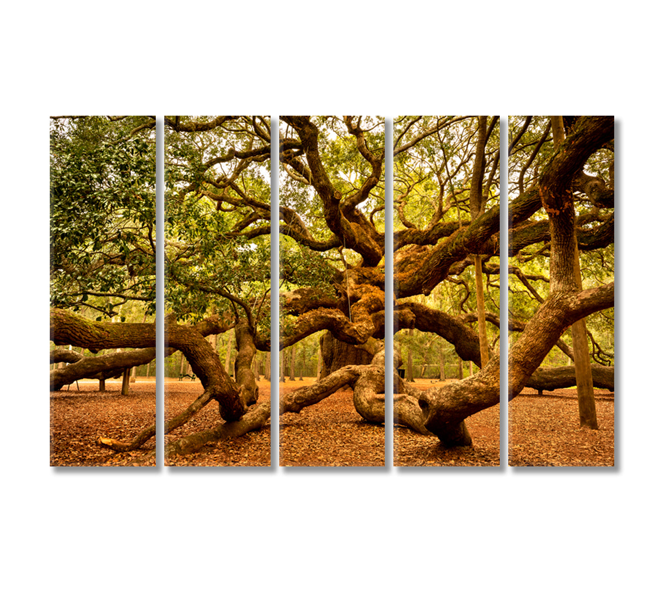 Angel Oak Tree Johns Island South Carolina USA Canvas Print-Canvas Print-CetArt-5 Panels-36x24 inches-CetArt